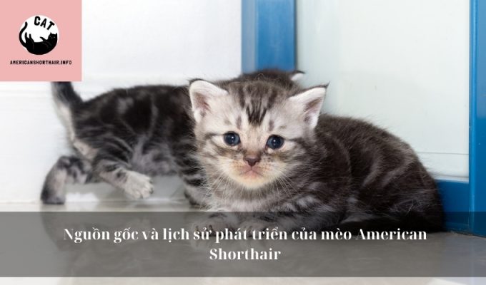 Nguồn gốc và lịch sử phát triển của mèo American Shorthair