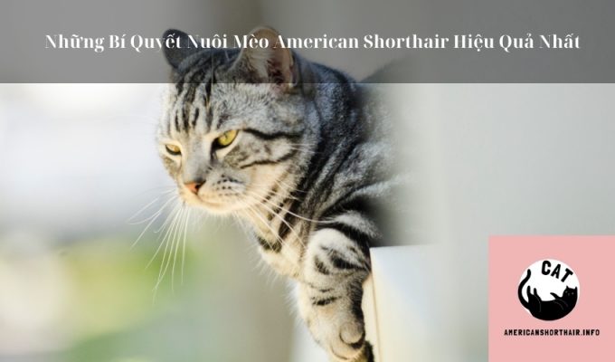 Những Bí Quyết Nuôi Mèo American Shorthair Hiệu Quả Nhất