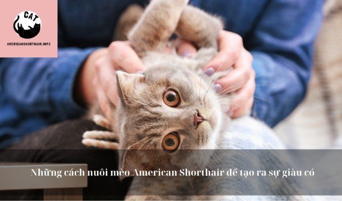 Những cách nuôi mèo American Shorthair để tạo ra sự giàu có