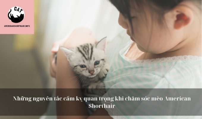 Những nguyên tắc cấm kỵ quan trọng khi chăm sóc mèo American Shorthair