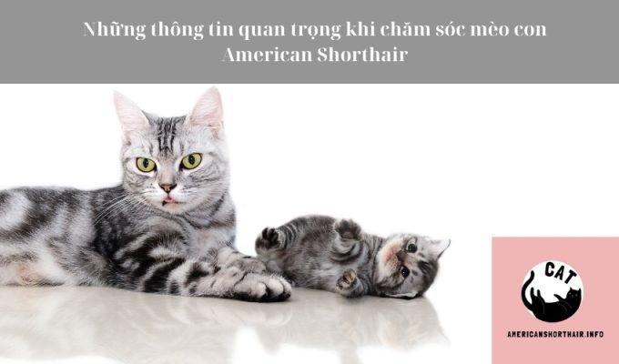 Những thông tin quan trọng khi chăm sóc mèo con American Shorthair