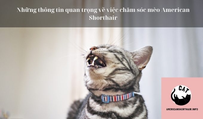 Những thông tin quan trọng về việc chăm sóc mèo American Shorthair