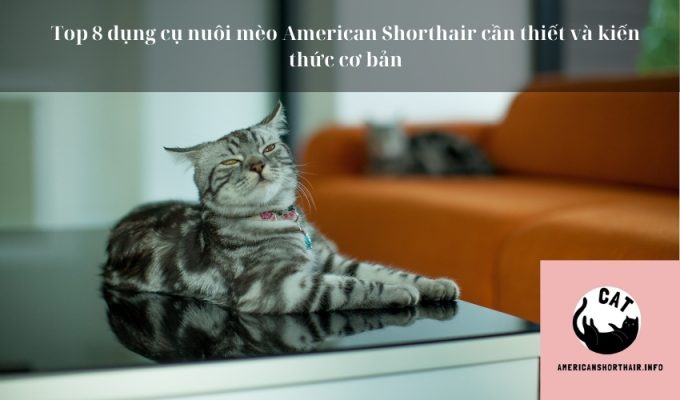 Top 8 dụng cụ nuôi mèo American Shorthair cần thiết và kiến thức cơ bản