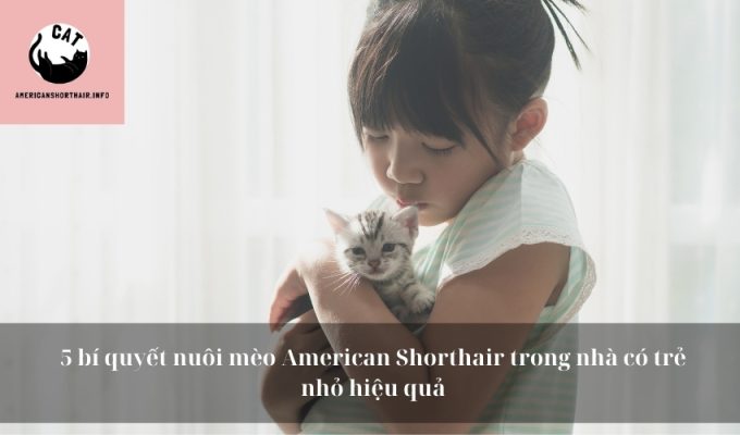 5 bí quyết nuôi mèo American Shorthair trong nhà có trẻ nhỏ hiệu quả