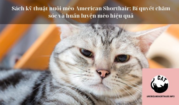 Sách kỹ thuật nuôi mèo American Shorthair: Bí quyết chăm sóc và huấn luyện mèo hiệu quả