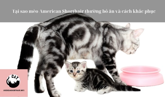 Tại sao mèo American Shorthair thường bỏ ăn và cách khắc phục