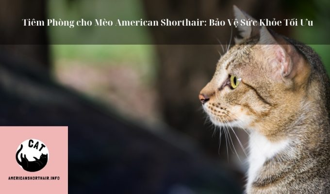 Tiêm Phòng cho Mèo American Shorthair: Bảo Vệ Sức Khỏe Tối Ưu