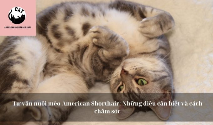 Tư vấn nuôi mèo American Shorthair: Những điều cần biết và cách chăm sóc